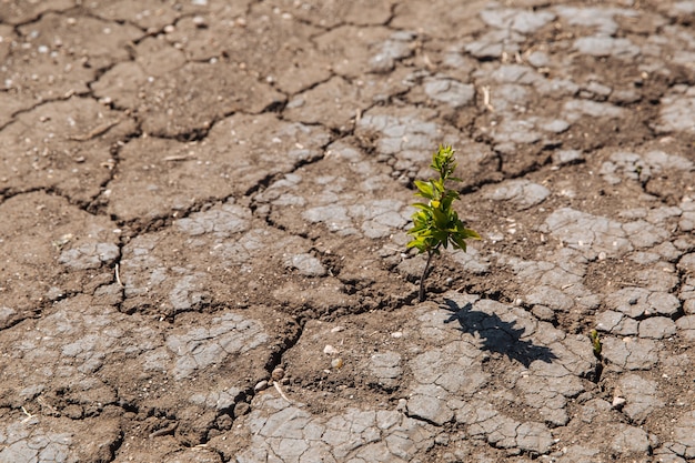 A green sprout sprouts from dry, cracked earth