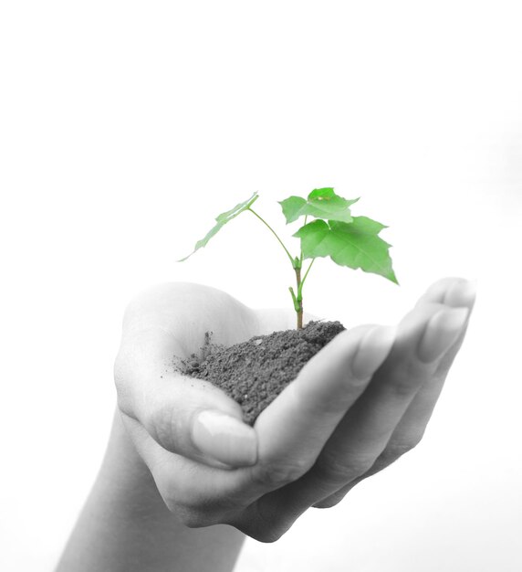 Green sprout of tree in palm of young woman