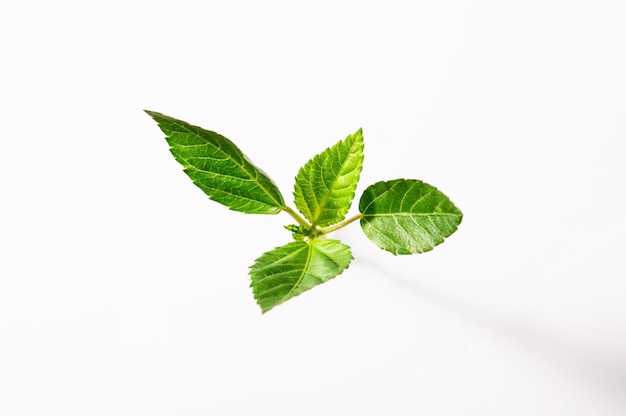 Green sprout on white background