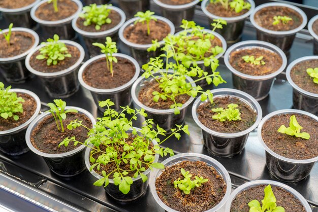 農業植物の緑の芽。食用植物の成長。