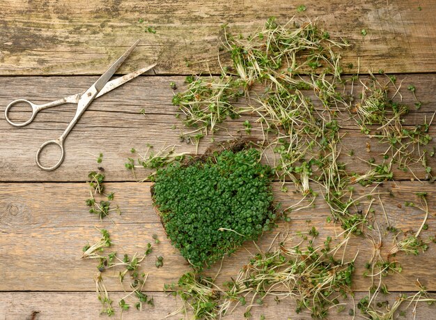 Green sprouts of chia, arugula and mustard on a table from gray wooden boards, top view. A healthy food supplement containing vitamins C, E and K