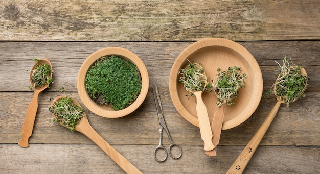 Green sprouts of chia, arugula and mustard in a wooden spoon on a gray surface from old gray boards, top view. Useful supplement for food containing vitamins C, E and K