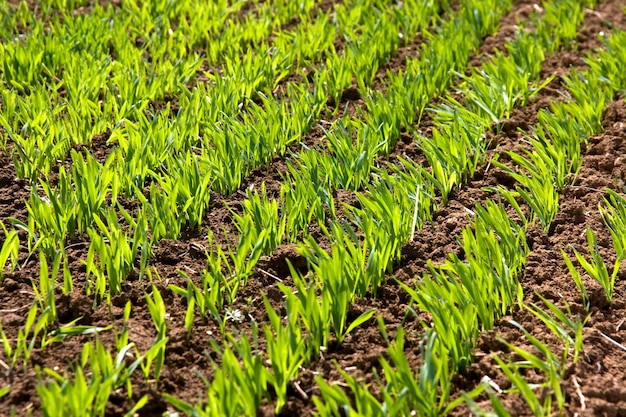 Green sprouts and foliage of winter wheat