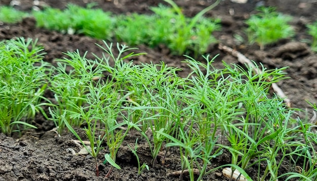 Green sprouts from the ground.