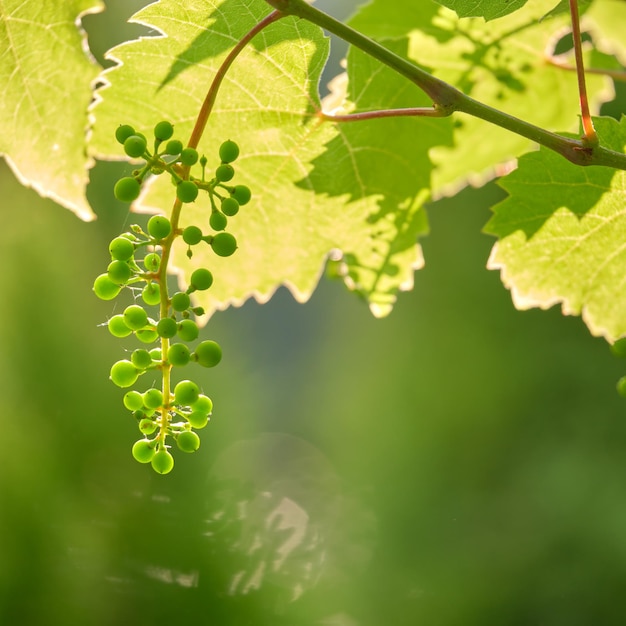 Green sprouts of grape branch growing in vine yard in spring garden