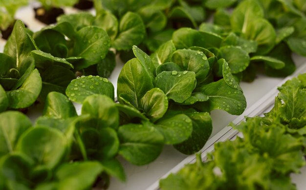 Green sprouts growing in hydroponic greenhouse