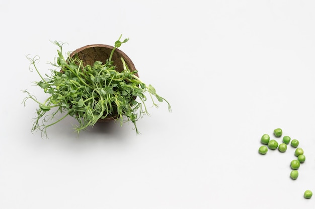 写真 箱に入れた緑のエンドウ豆の芽