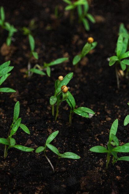 Germogli verdi di erbe piccanti che crescono nel terreno in primavera concetto di giardinaggio nostrano