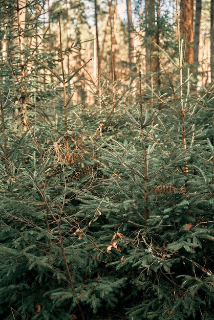 トウヒの木の緑の芽 トウヒの若い苗木は、緑の苔のある森の地面で育ちます 小さな針葉樹の木