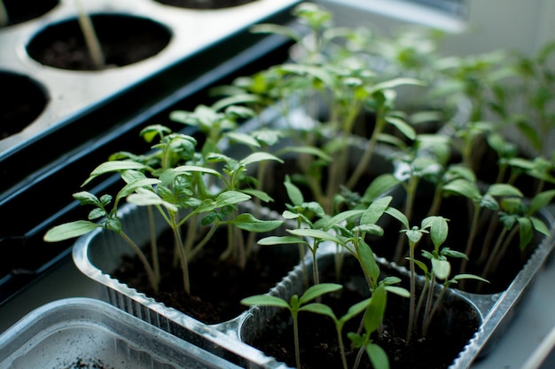 Green sprouts of tomato seedlings in cells with the ground, with a blurred background