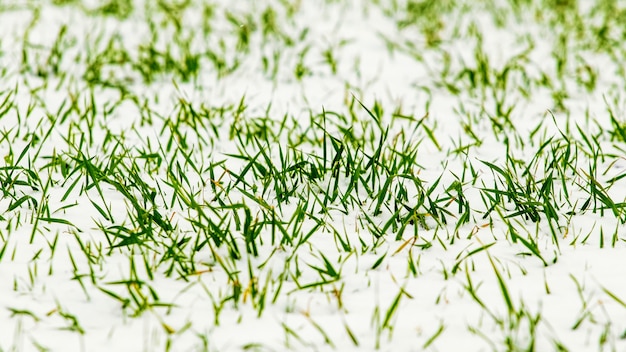 Germogli verdi di grano sotto la neve, grano invernale all'inizio dell'inverno