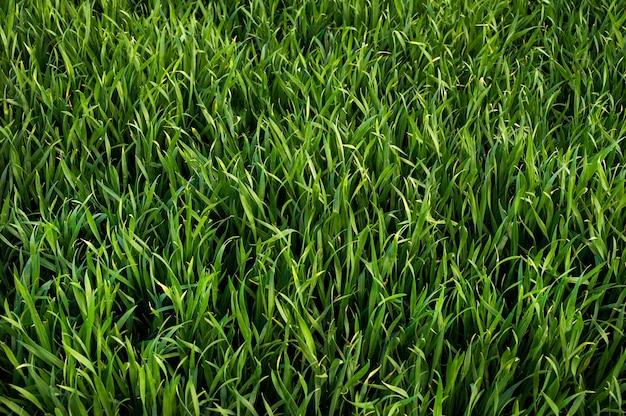 Green sprouts of winter wheat or rye, top view