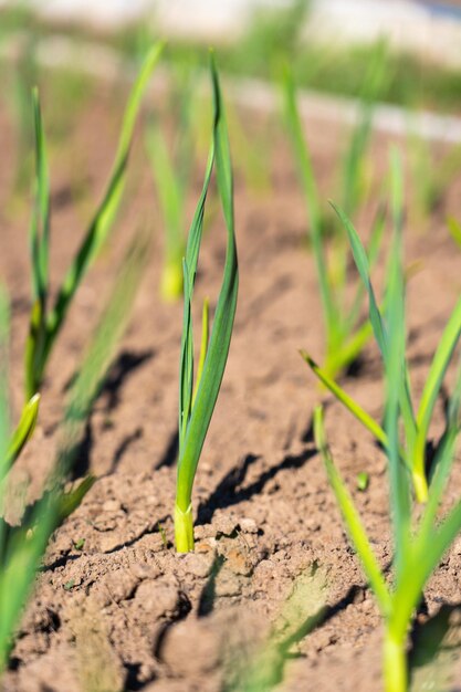 Green sprouts of young garlic in the garden, vertical foto. Selective focus