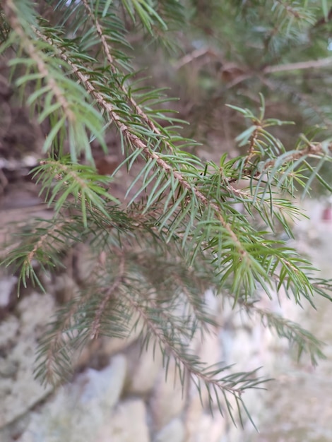 Green spruce branch on a background of stone wall close-up