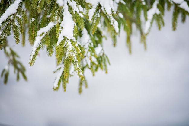 Green spruce branch outdoors under snow in winter