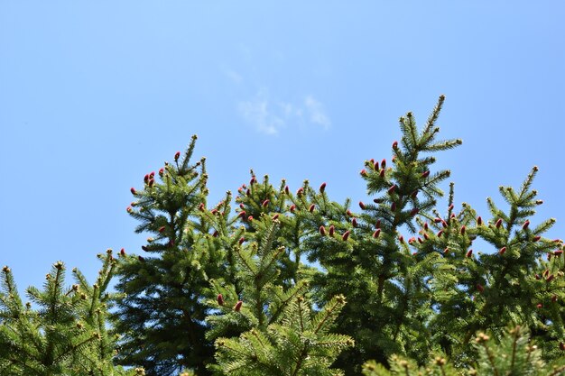 Green spruce branches against the blue sky