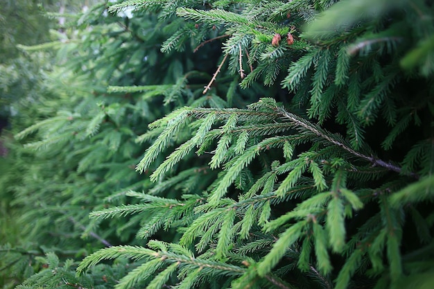 green spruce branches background abstract