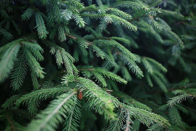 Photo green spruce branches background abstract