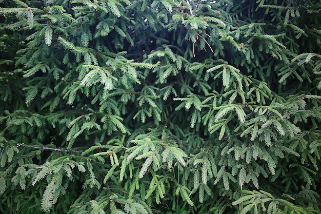 green spruce branches background abstract