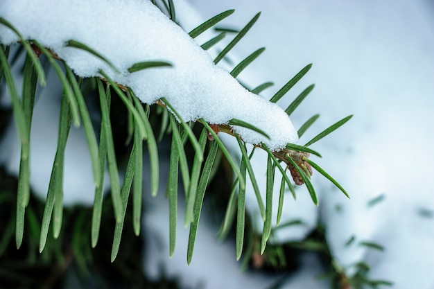 눈으로 덮인 녹색 가문비나무 가지. 눈 덮인 겨울. 눈 덮인 나무. 새해와 크리스마스. 확대.