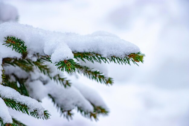 雪に覆われた緑のトウヒの枝雪の冬雪に覆われた木新年とクリスマスのクローズアップ