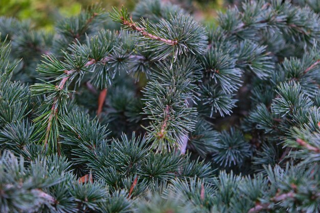 Photo green spruce branches in a flower bed