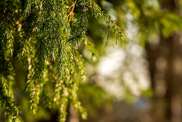 Green spruce branches hanging on blurred