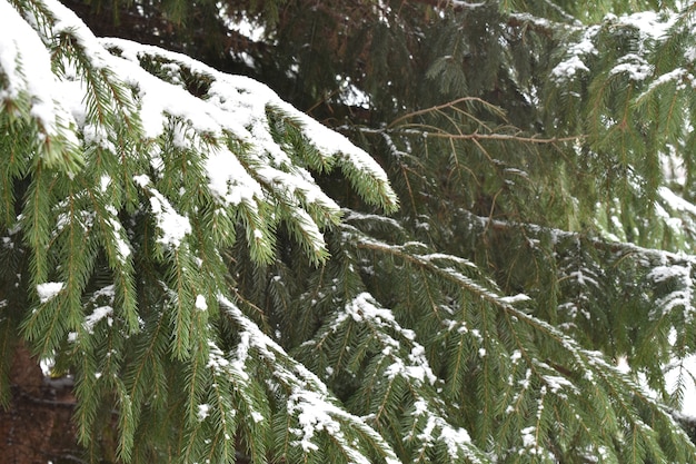 Green spruce branches in the snow