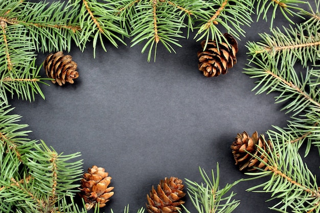 Green spruce branches with cones lie on black, top view