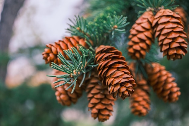 Green spruce branches with needles and cones in spring