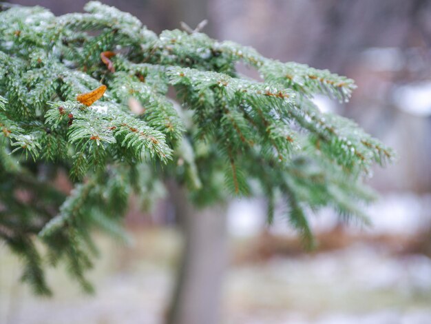 Green spruce branches with needles ice and snow covered in winter