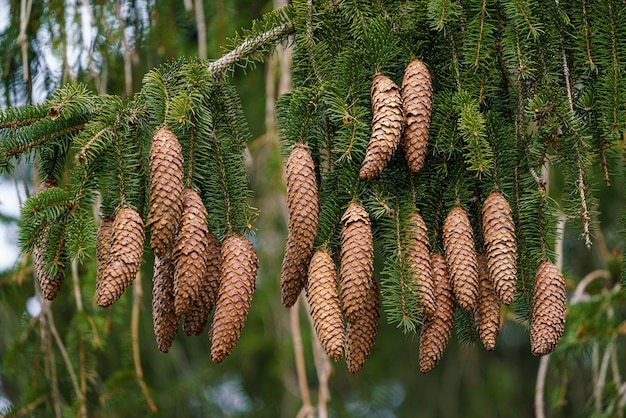 Green spruce branches with needles and many cones Many cones on spruce