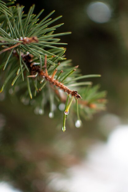 Foto rami di abete rosso verde con gocce d'acqua su uno sfondo sfocato in formato verticale