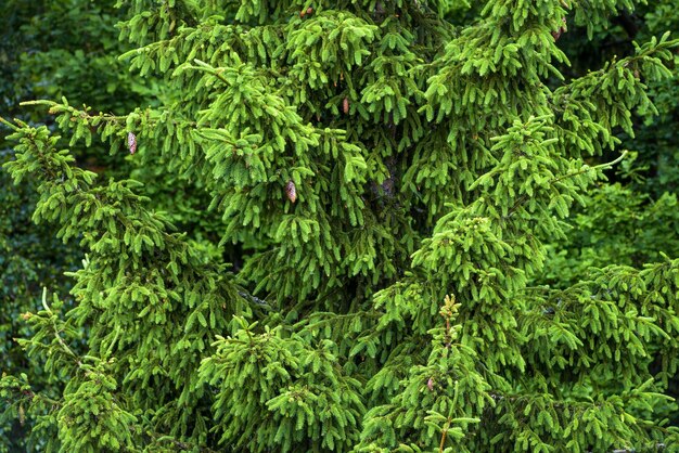 Green spruce branches