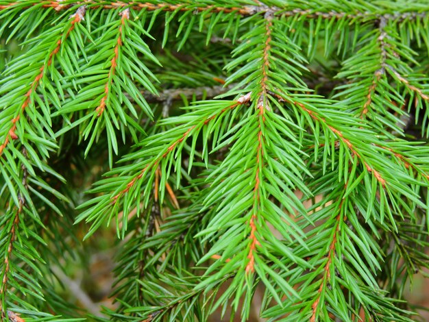 Green spruce branches