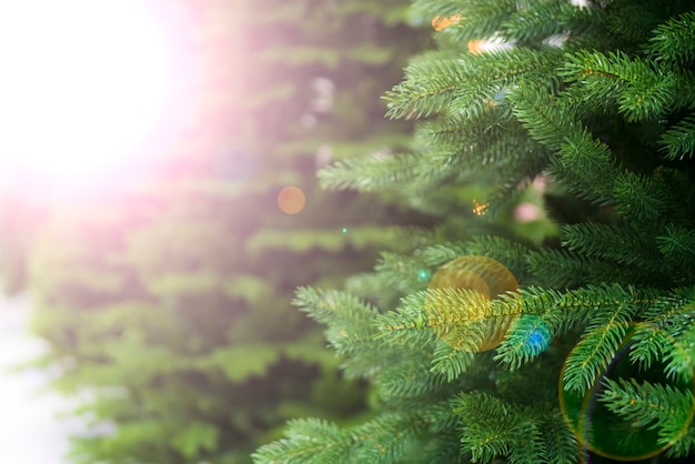 Green spruce, christmas tree. Defocus. Background