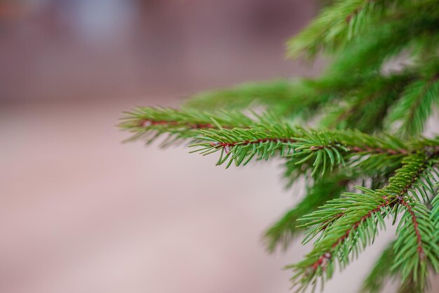 Green spruce close up framing open copy space with new spring growth and pine cones