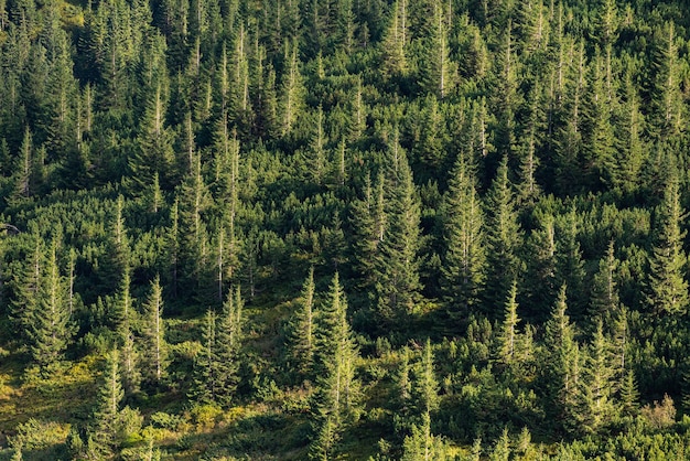 Green spruce forest view from above