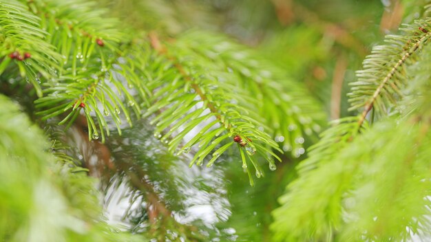 Green spruce needles with rain drops drops of rain on needles of spruce branch nature in rainy