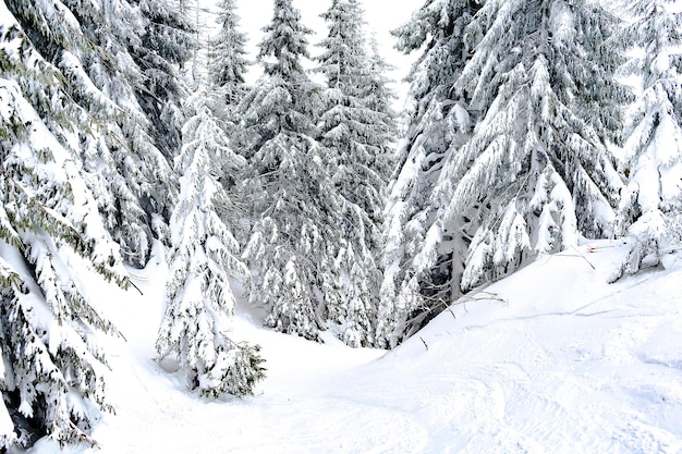 Green spruce pine trees covered in snow in winter forest in mountainsnaturein village rural