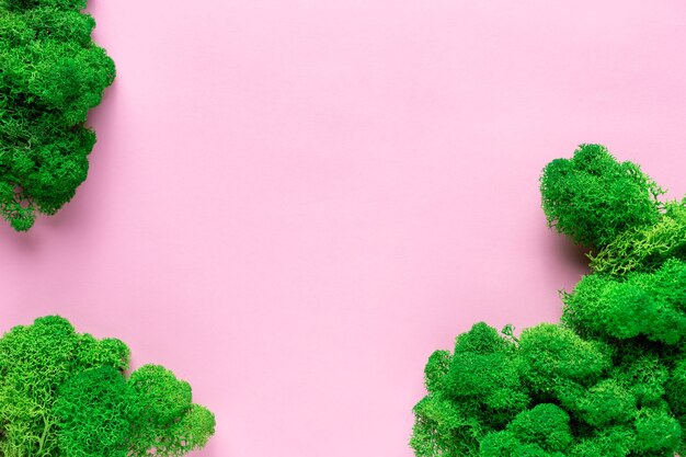 зеленый стабилизированный мох на розовой бумажной поверхности