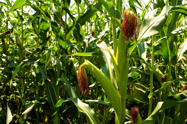 Green stalk of corn on a corn field.