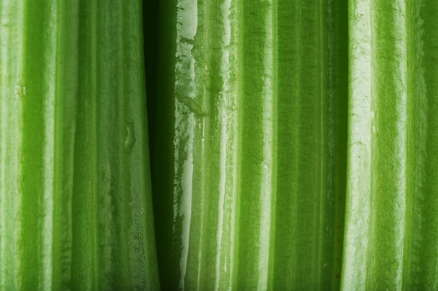 Green stalks of celery close-up