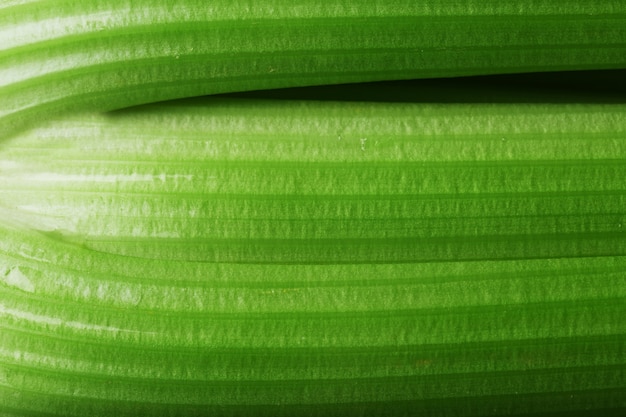 Green stalks of celery close-up