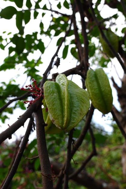 Зеленые звездные фрукты все еще висят на дереве.