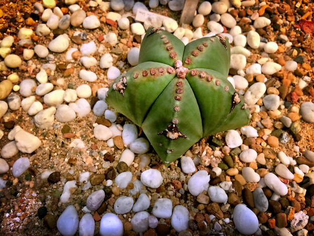 白い小さな砂利で地面に緑の星のような砂漠の植物