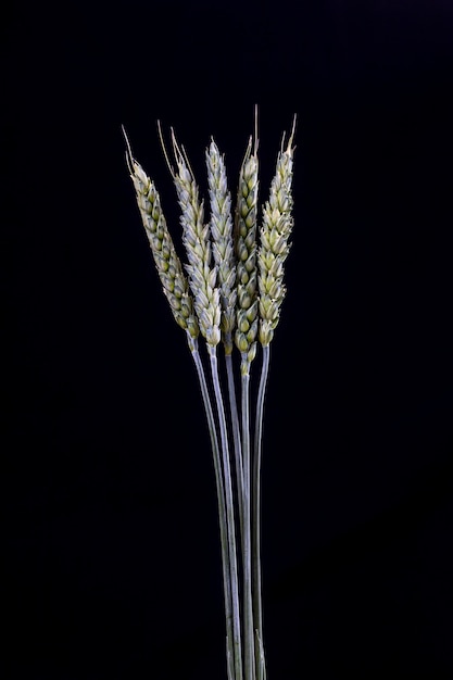 黒い背景に小麦の緑の茎 暗い背景に生の小麦の小穂