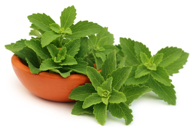 Green stevia leaves with a small bowl over white background