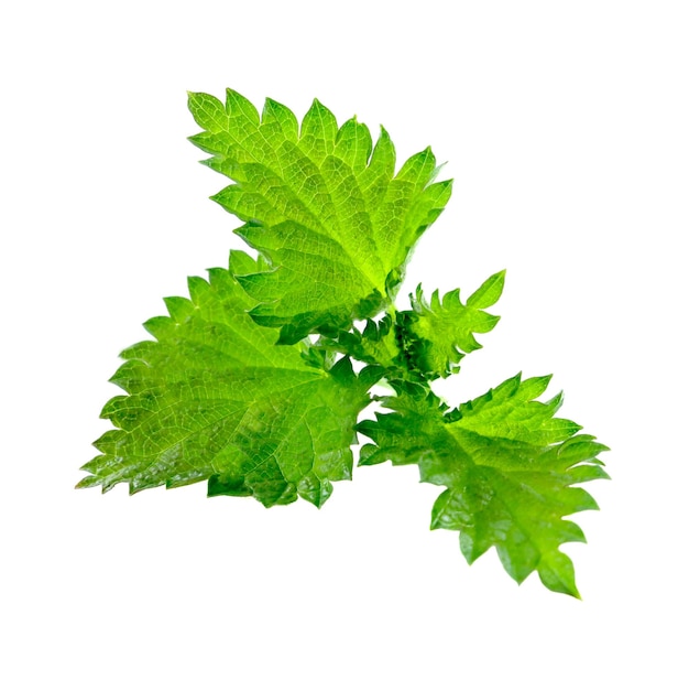 Green stinging nettle on a white background