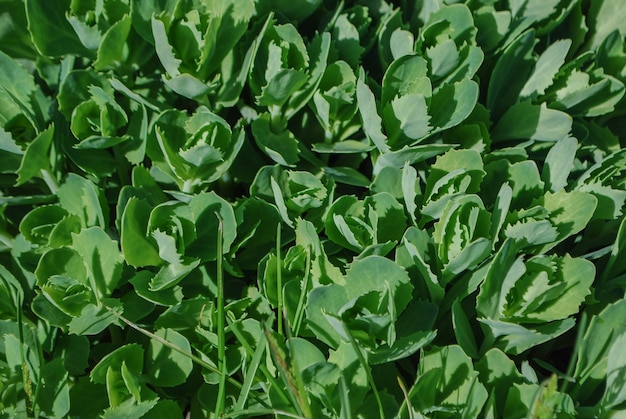 Photo green stonecrop leaves close up